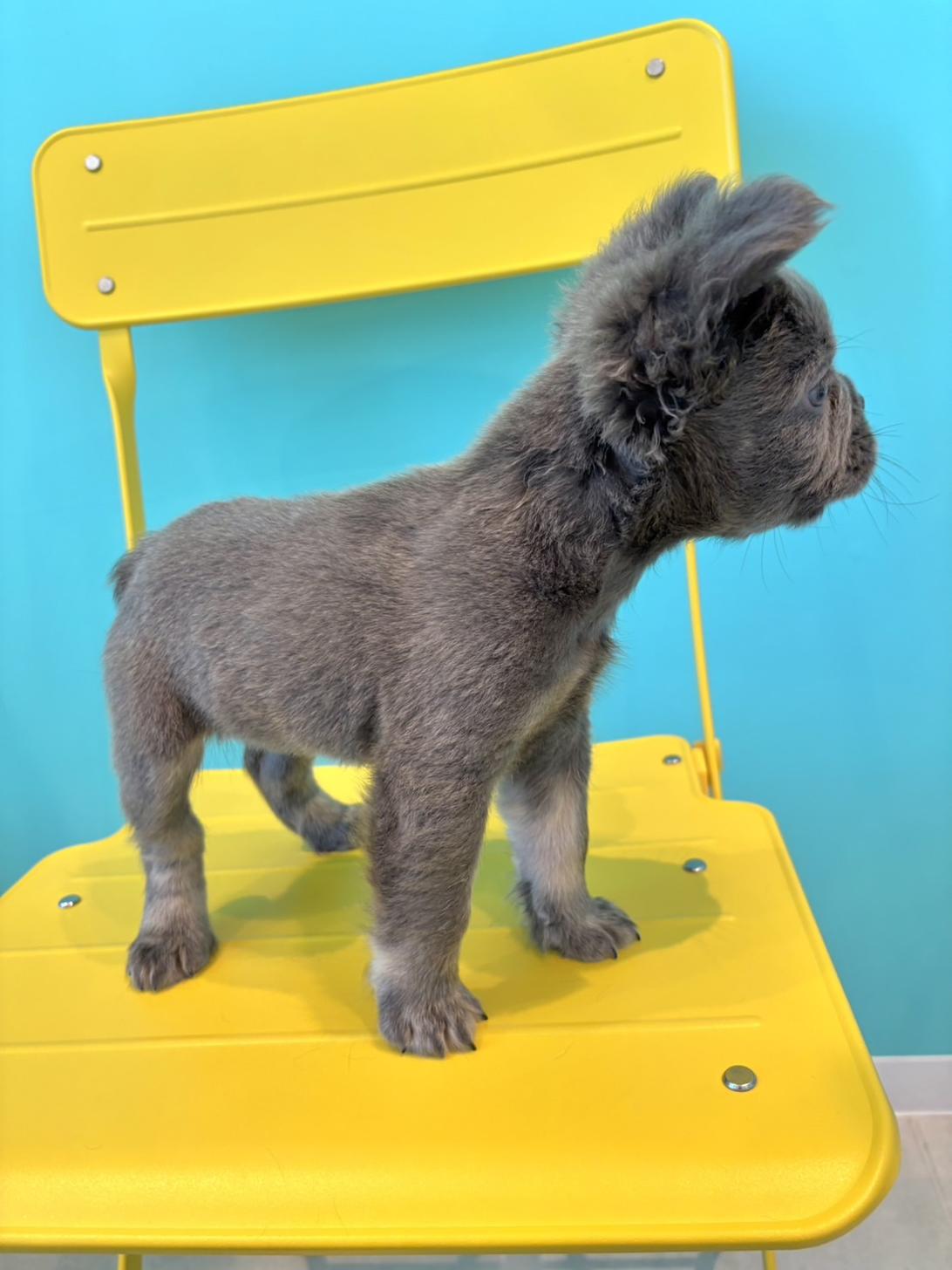 埼玉県のフレンチブルドッグ (PET SHOP Tiny tales/2026年6月4日生まれ/女の子/ライラック)の子犬の4枚目の画像