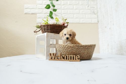 滋賀県のトイプードル(トイ) (いっぷく湖南店/2026年1月14日生まれ/男の子/ペールフォーン)の子犬の1枚目の画像