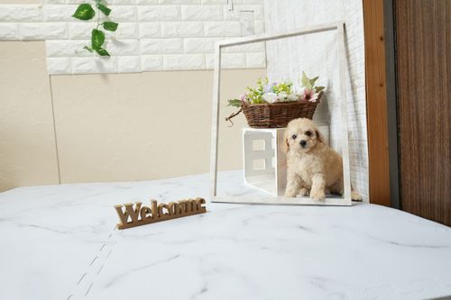 滋賀県のトイプードル(トイ) (いっぷく湖南店/2026年1月14日生まれ/男の子/ペールフォーン)の子犬の2枚目の画像