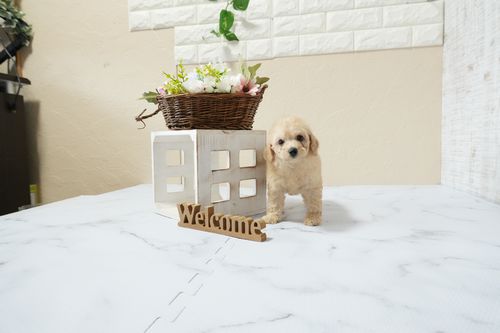 滋賀県のトイプードル(トイ) (いっぷく湖南店/2026年1月14日生まれ/男の子/ペールフォーン)の子犬の3枚目の画像