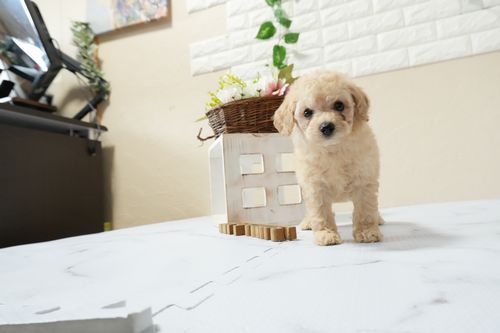 滋賀県のトイプードル(トイ) (いっぷく湖南店/2026年1月14日生まれ/男の子/ペールフォーン)の子犬の4枚目の画像