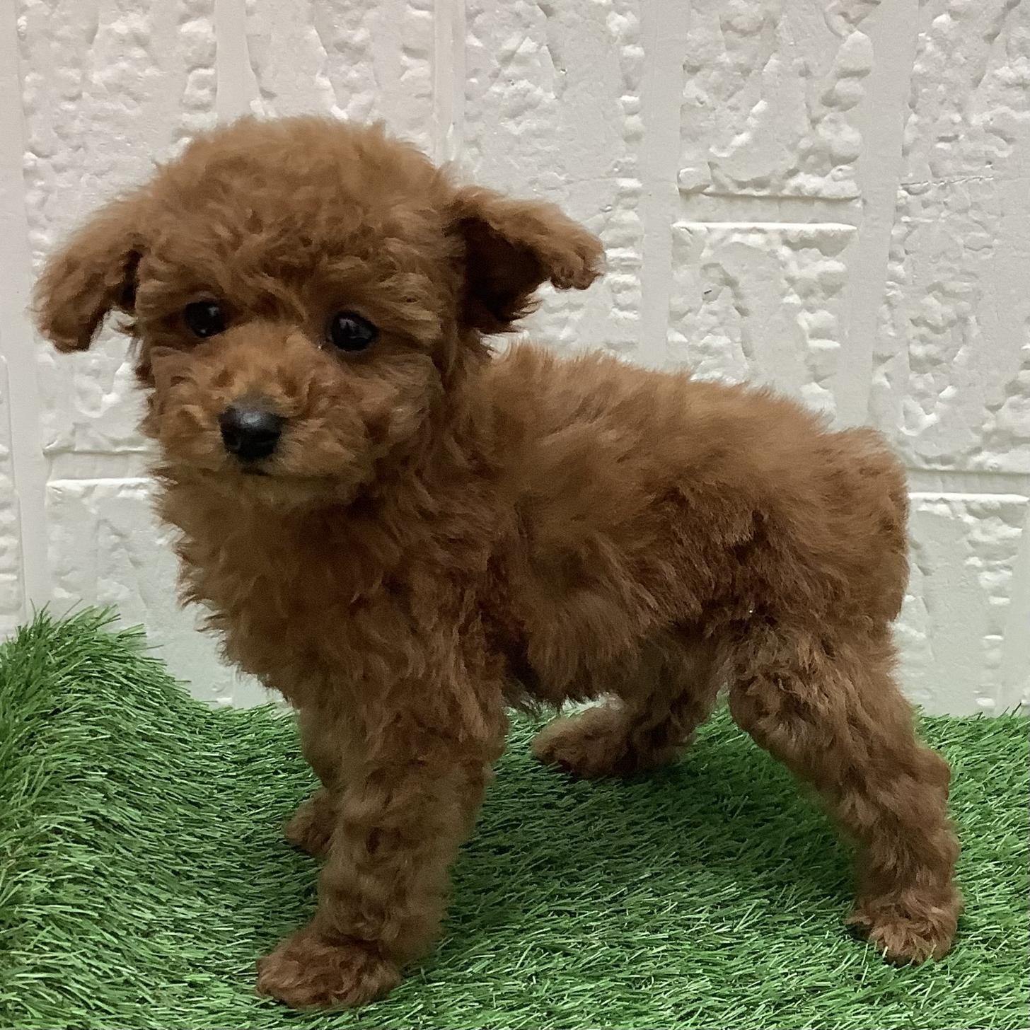 福岡県のトイプードル(トイ) (ディスワン ドッグズホーム大野城店/2025年12月8日生まれ/男の子/レッド)の子犬