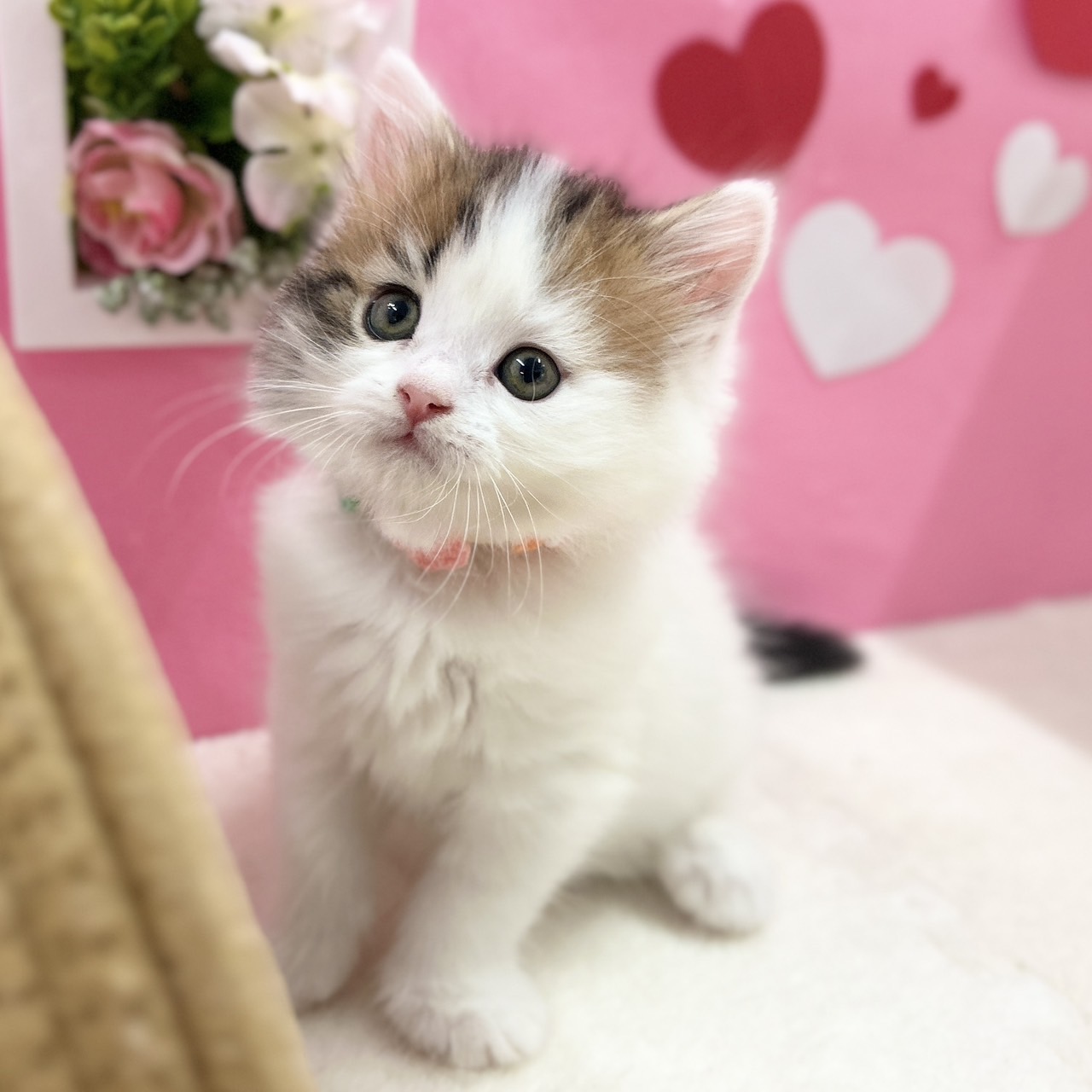 神奈川県のスコティッシュフォールド (にゃんこハウスPAW/2025年12月1日生まれ/女の子/ブラウンタビーホワイトバン)の子猫の1枚目の画像