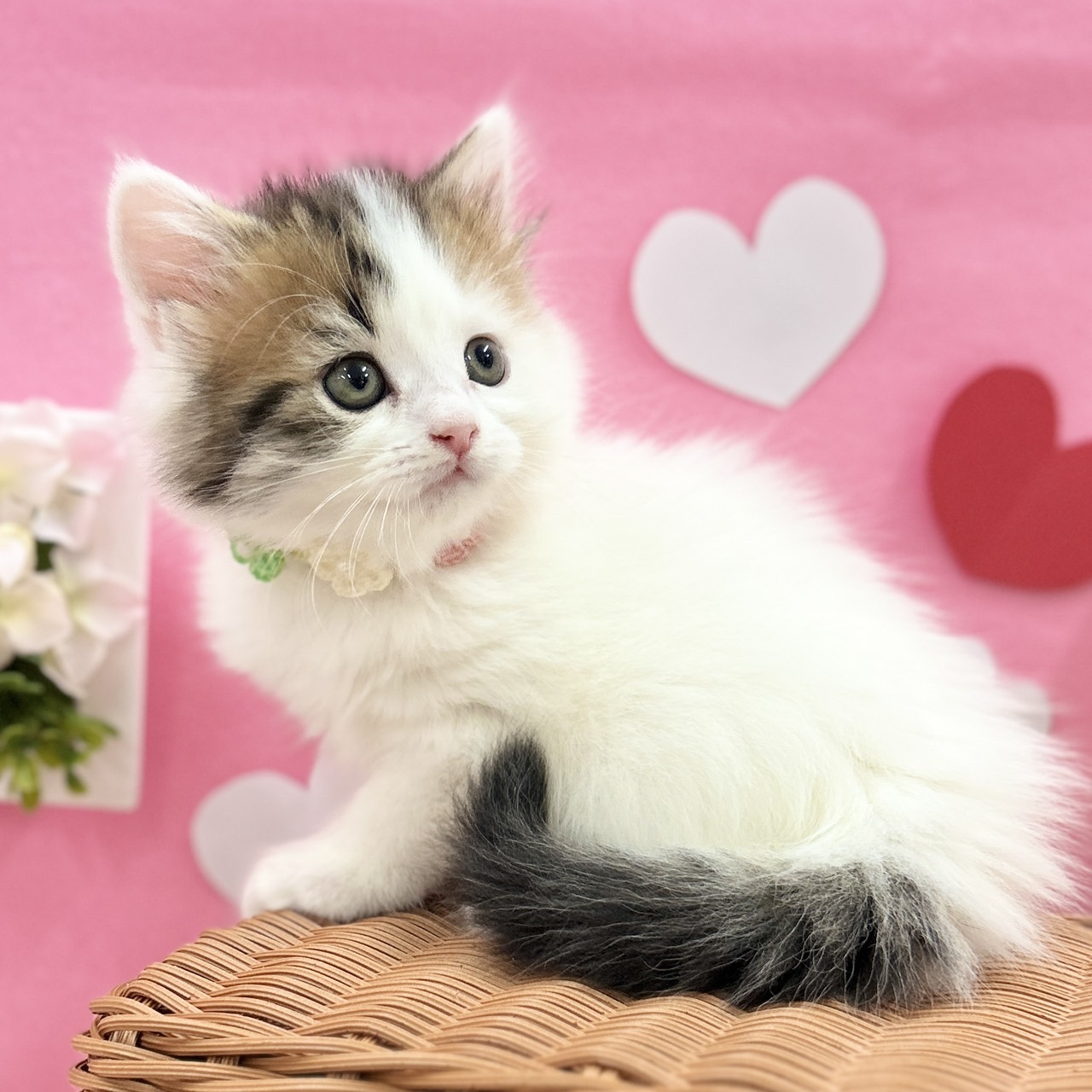 神奈川県のスコティッシュフォールド (にゃんこハウスPAW/2025年12月1日生まれ/女の子/ブラウンタビーホワイトバン)の子猫の3枚目の画像