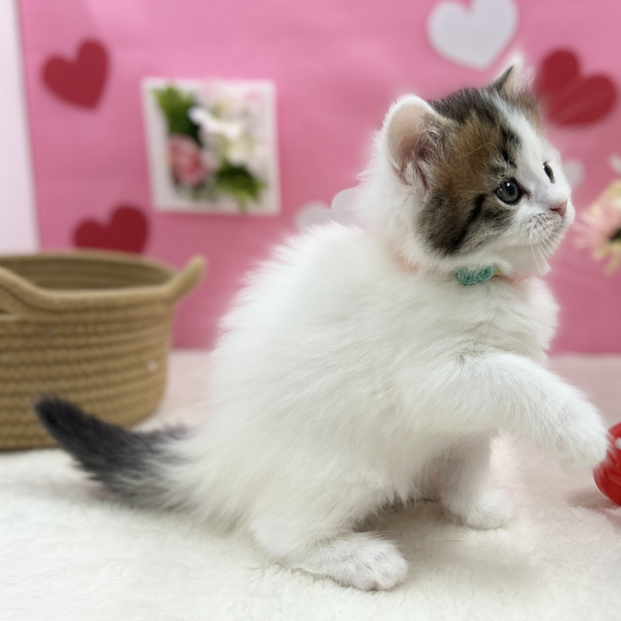 神奈川県のスコティッシュフォールド (にゃんこハウスPAW/2025年12月1日生まれ/女の子/ブラウンタビーホワイトバン)の子猫の4枚目の画像