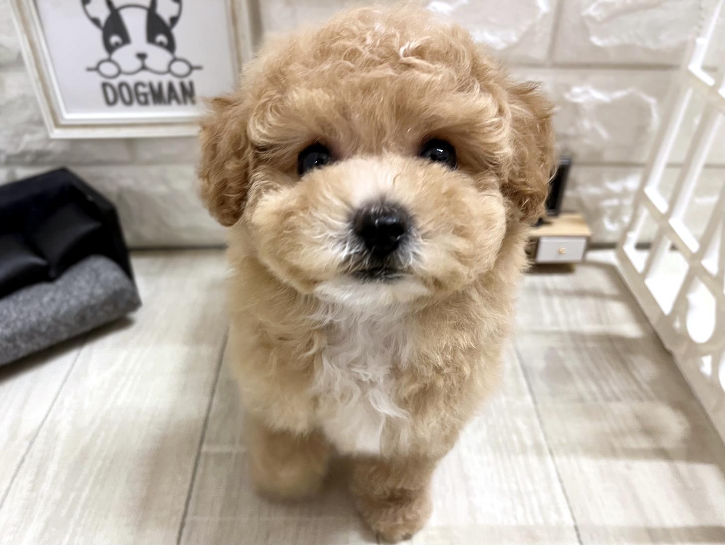 大阪府のビションプー(ビションフリーゼ×プードル) (DOGMAN平野瓜破店/2026年3月23日生まれ/女の子/クリームホワイト)の子犬の1枚目の画像