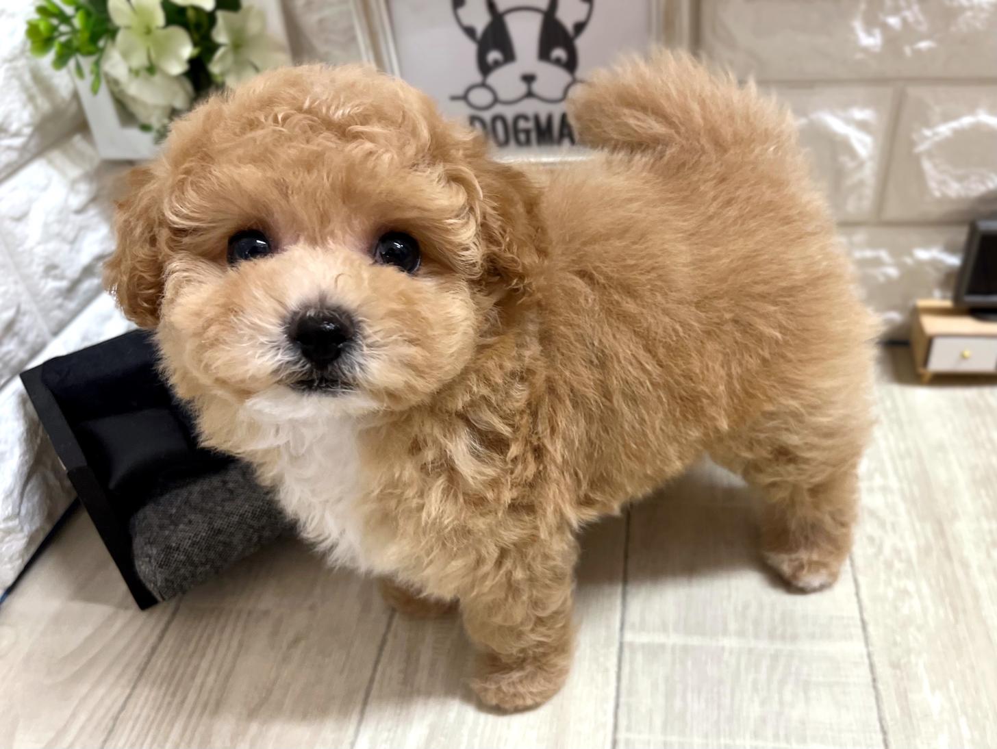大阪府のビションプー(ビションフリーゼ×プードル) (DOGMAN平野瓜破店/2026年3月23日生まれ/女の子/クリームホワイト)の子犬の3枚目の画像