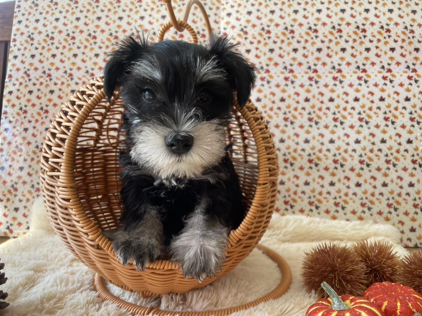 佐賀県のミニチュアシュナウザー (スタードッグス新鳥栖店/2025年9月11日生まれ/女の子/ブラックシルバー)の子犬の1枚目の画像