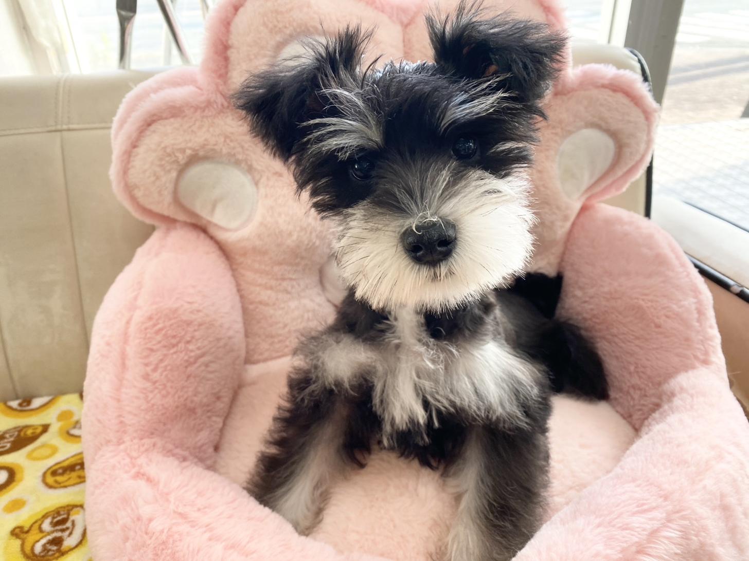 熊本県のミニチュアシュナウザー (スタードッグス新熊本店/2025年9月11日生まれ/女の子/ブラックシルバー)の子犬