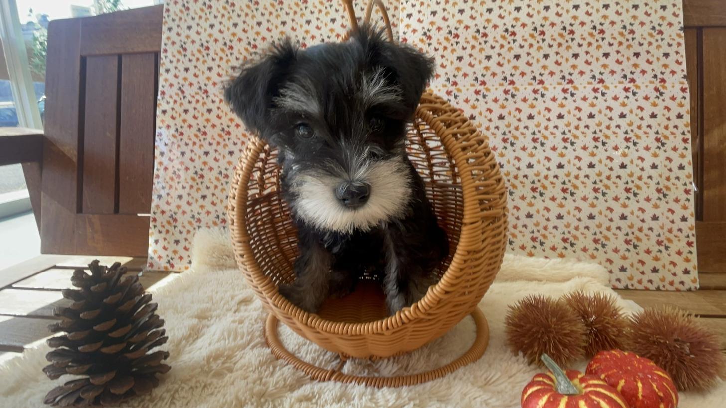 佐賀県のミニチュアシュナウザー (スタードッグス新鳥栖店/2025年9月11日生まれ/女の子/ブラックシルバー)の子犬の2枚目の画像