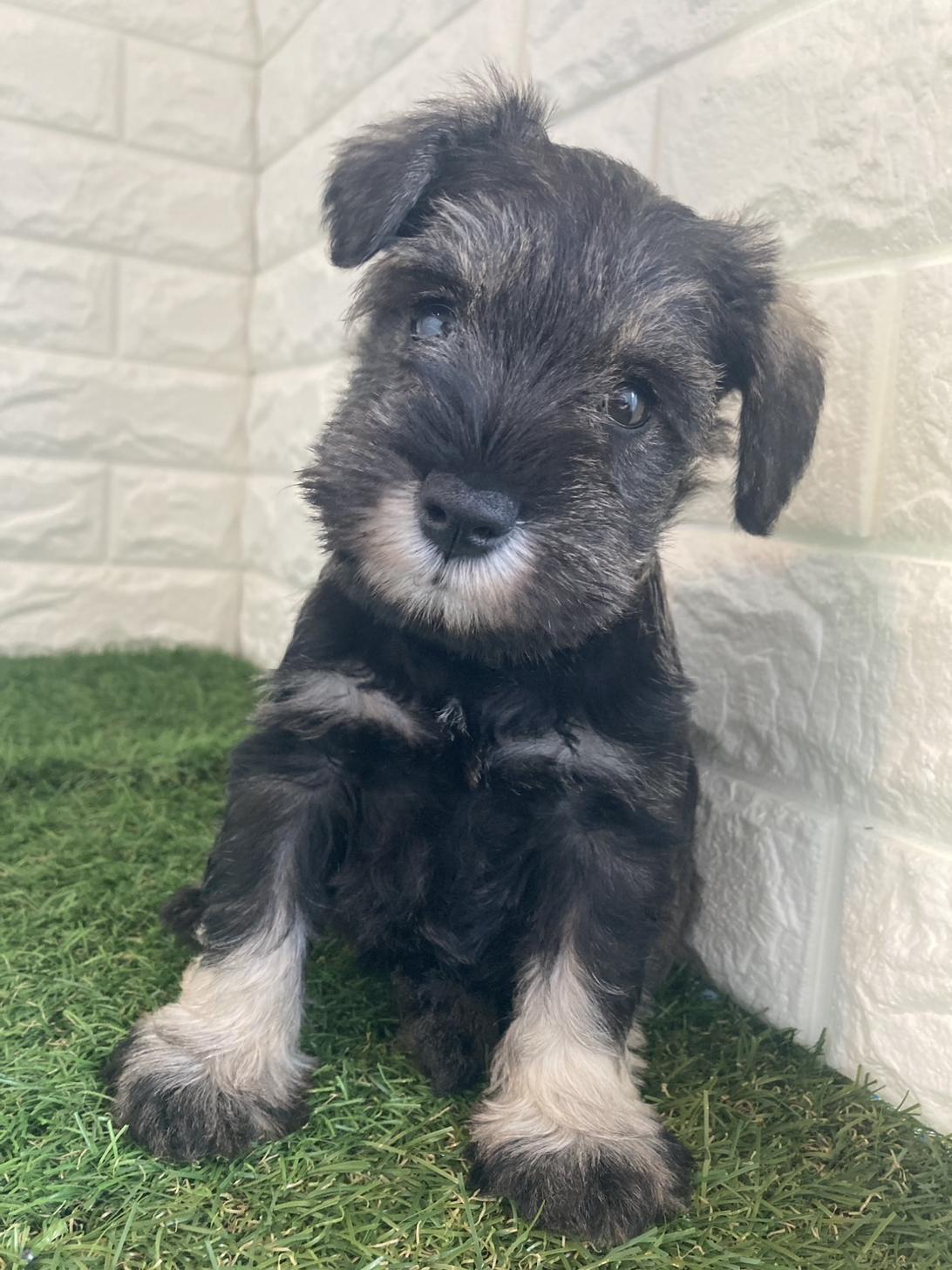 東京都のミニチュアシュナウザー (ペットショップcoco東京港区店/2025年10月13日生まれ/女の子/ソルトペッパー)の子犬