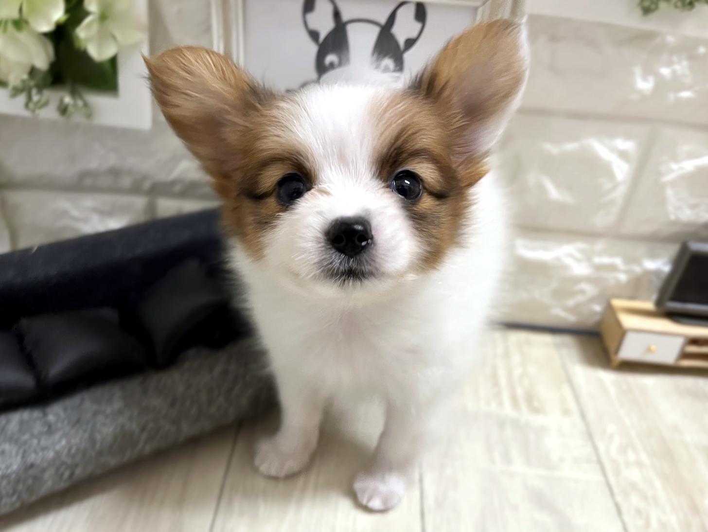 和歌山県のパピヨン (DOGMAN和歌山店/2026年4月13日生まれ/女の子/ホワイトセーブル)の子犬