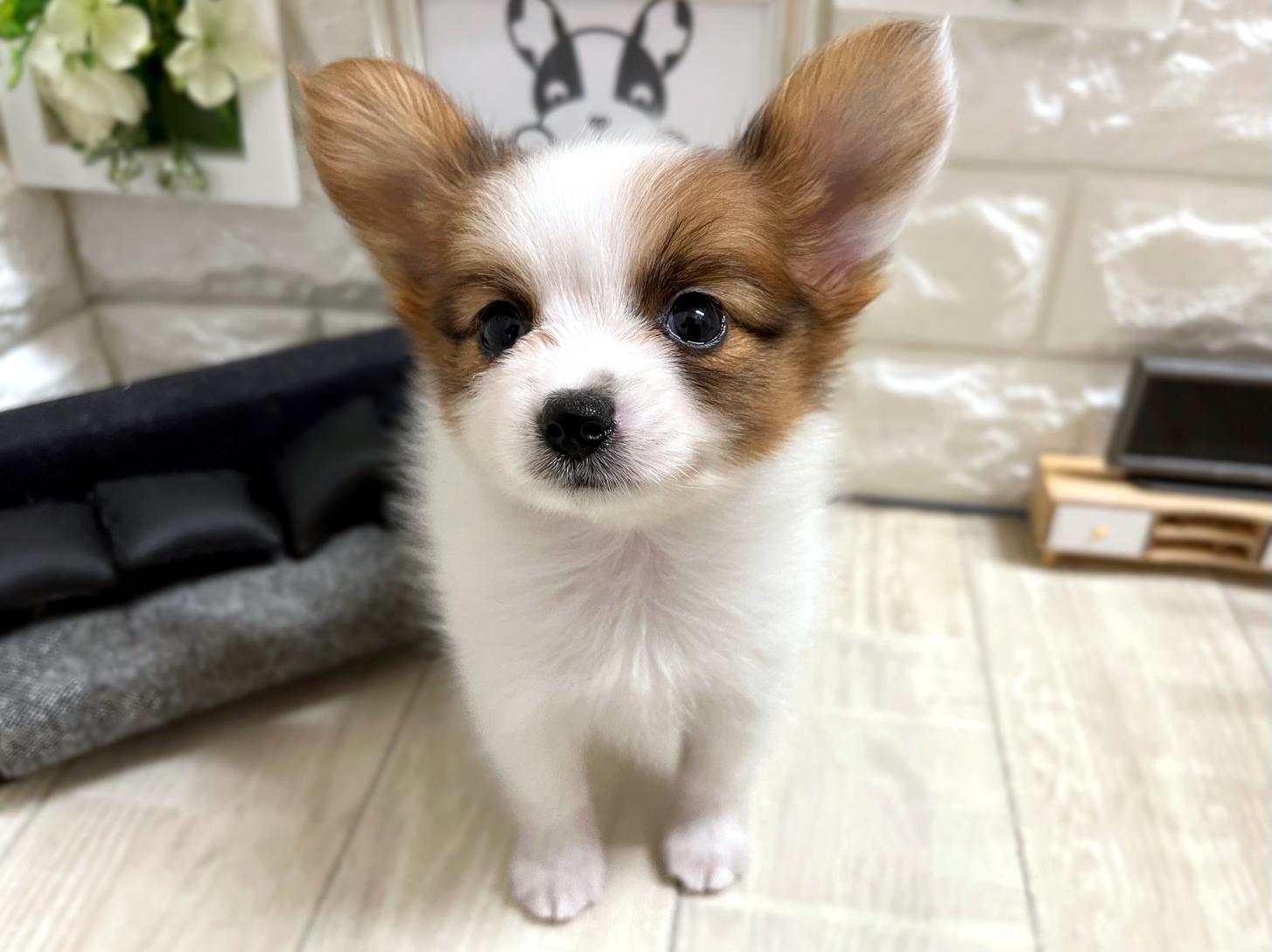 和歌山県のパピヨン (DOGMAN和歌山店/2026年4月13日生まれ/女の子/ホワイトセーブル)の子犬の2枚目の画像
