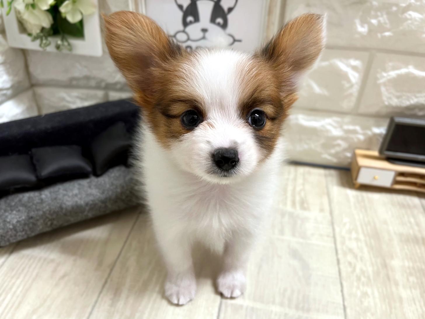 和歌山県のパピヨン (DOGMAN和歌山店/2026年4月13日生まれ/女の子/ホワイトセーブル)の子犬の3枚目の画像