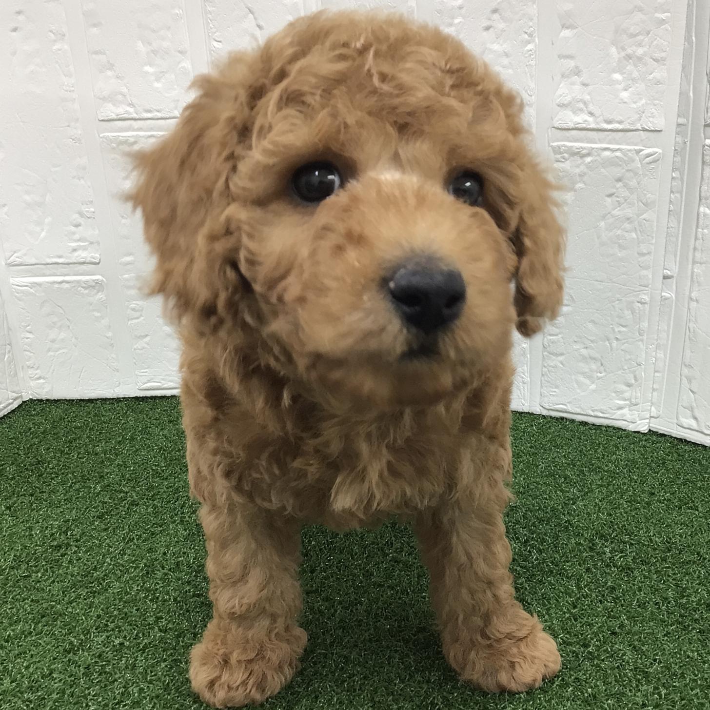 熊本県のトイプードル(トイ) (ニコペットセレクト ドッグズホーム八代店/2026年1月8日生まれ/男の子/レッド)の子犬