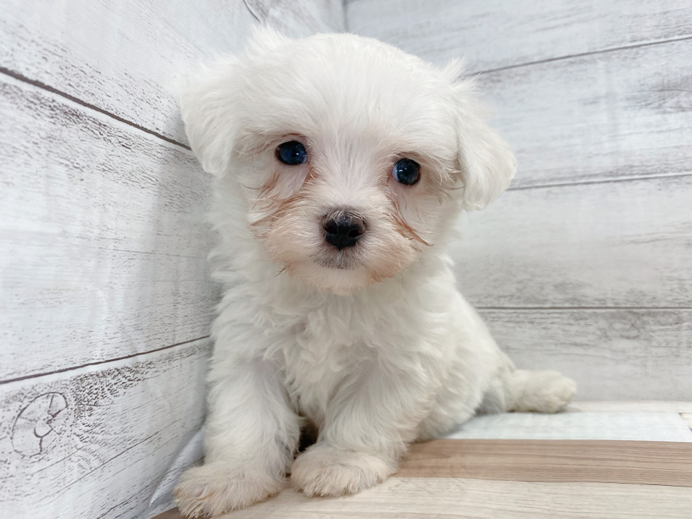 新潟県のマルチーズ (竹内ペット 新津本店/2026年8月7日生まれ/男の子/ホワイト)の子犬の1枚目の画像