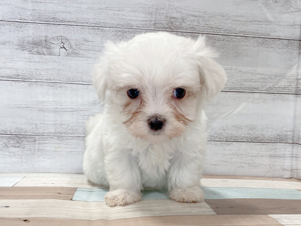 新潟県のマルチーズ (竹内ペット 新津本店/2026年8月7日生まれ/男の子/ホワイト)の子犬の2枚目の画像