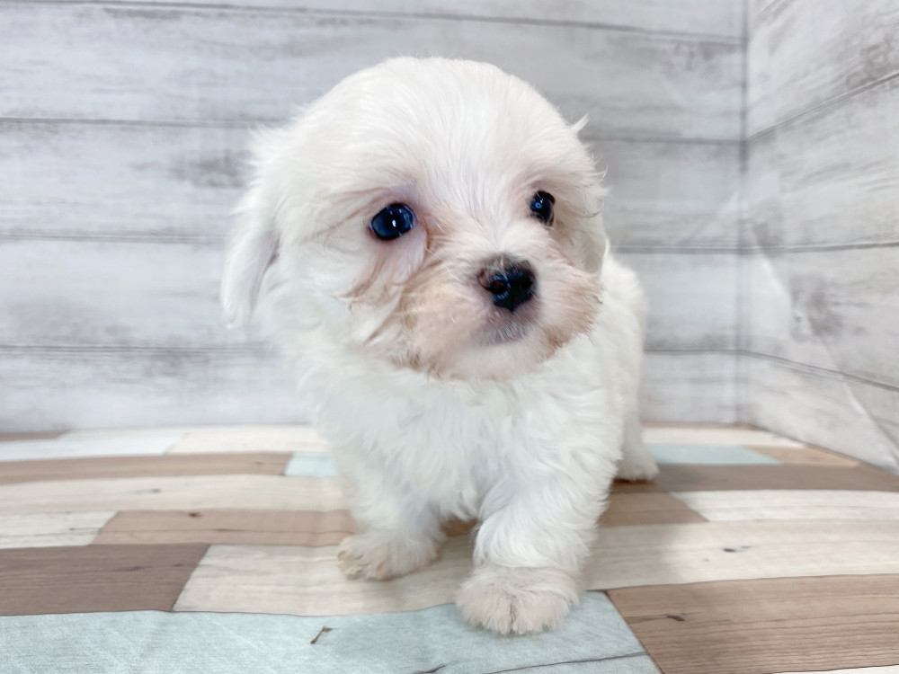 新潟県のマルチーズ (竹内ペット 新津本店/2026年8月7日生まれ/男の子/ホワイト)の子犬の3枚目の画像