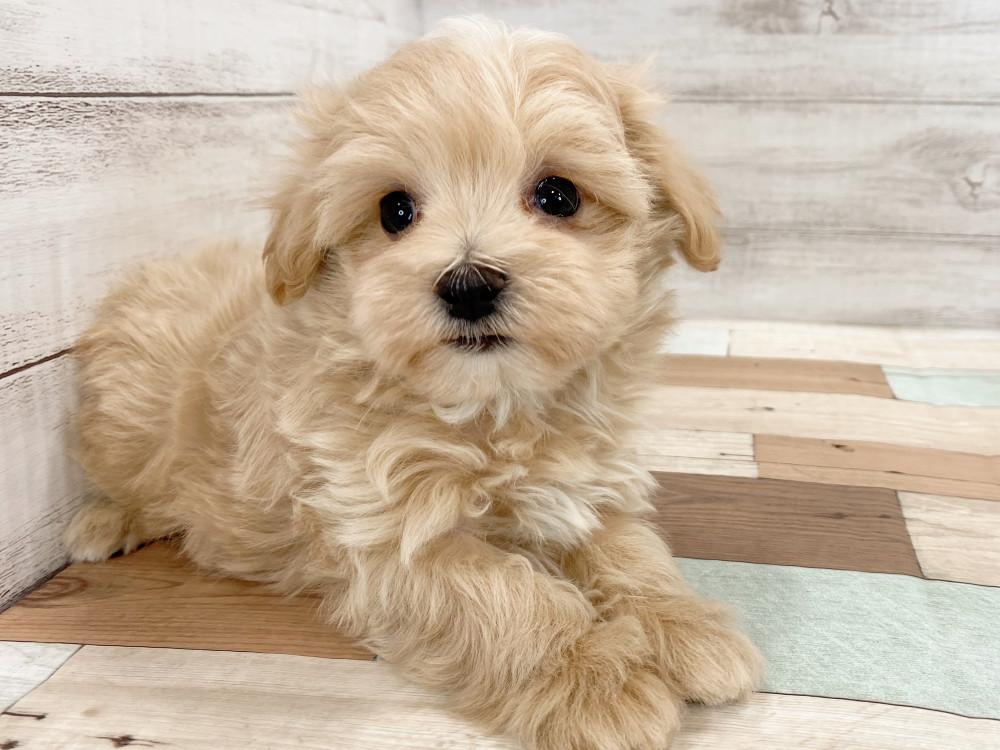 新潟県のマルプー(マルチーズ×プードル) (竹内ペット 新津本店/2026年2月19日生まれ/男の子/クリーム)の子犬の1枚目の画像