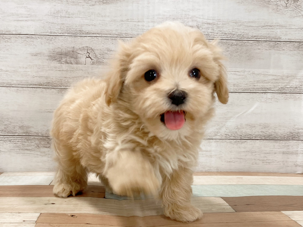 新潟県のマルプー(マルチーズ×プードル) (竹内ペット 新津本店/2026年2月19日生まれ/男の子/クリーム)の子犬の2枚目の画像