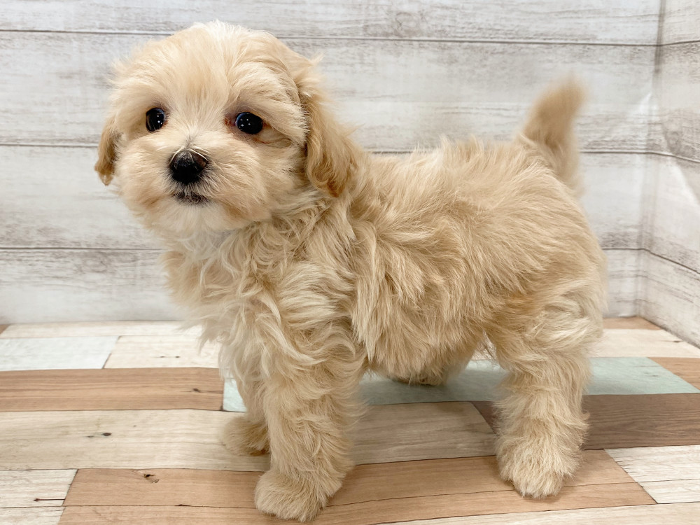 新潟県のマルプー(マルチーズ×プードル) (竹内ペット 新津本店/2026年2月19日生まれ/男の子/クリーム)の子犬の3枚目の画像