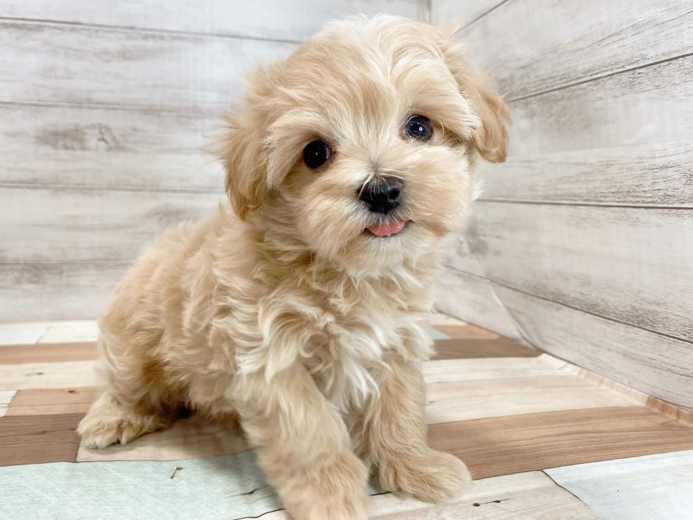 新潟県のマルプー(マルチーズ×プードル) (竹内ペット 新津本店/2026年2月19日生まれ/男の子/クリーム)の子犬の4枚目の画像