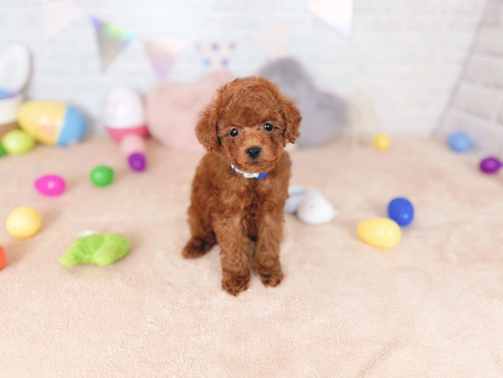 北海道のトイプードル(トイ) (ペットショップだんぼ/2026年7月23日生まれ/男の子/レッド)の子犬の1枚目の画像