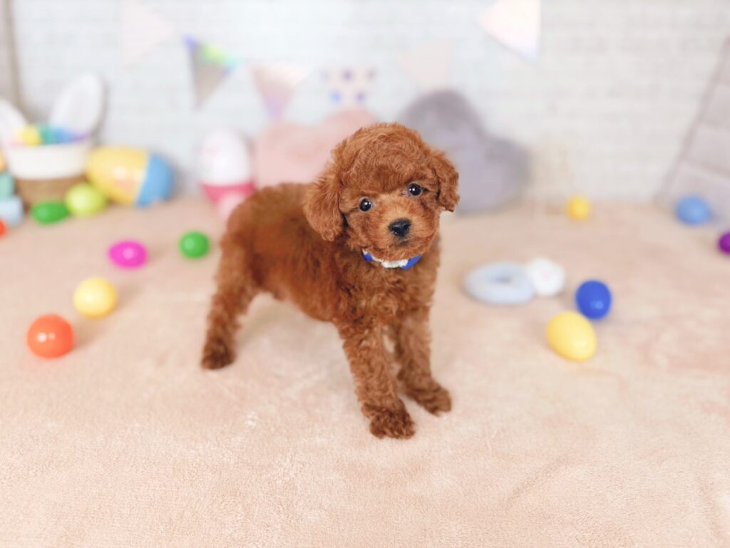北海道のトイプードル(トイ) (ペットショップだんぼ/2026年7月23日生まれ/男の子/レッド)の子犬の2枚目の画像