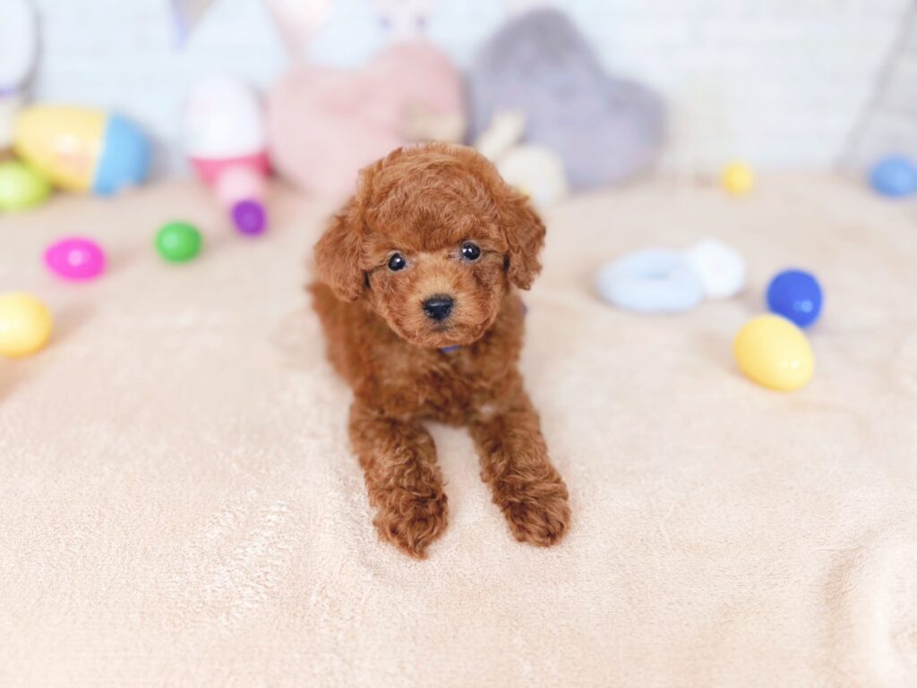 北海道のトイプードル(トイ) (ペットショップだんぼ/2026年7月23日生まれ/男の子/レッド)の子犬の3枚目の画像