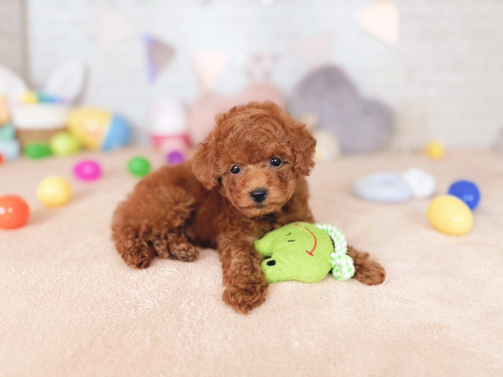 北海道のトイプードル(トイ) (ペットショップだんぼ/2026年7月23日生まれ/男の子/レッド)の子犬の4枚目の画像