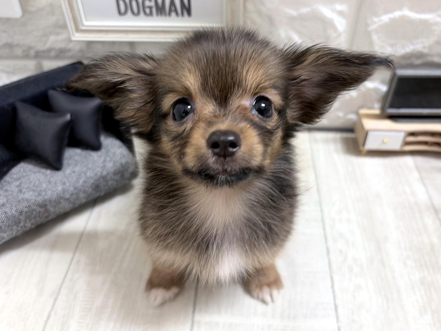 大阪府のハーフ犬・ミックス犬 (DOGMAN平野瓜破店/2026年6月6日生まれ/女の子/フォーン)の子犬の1枚目の画像