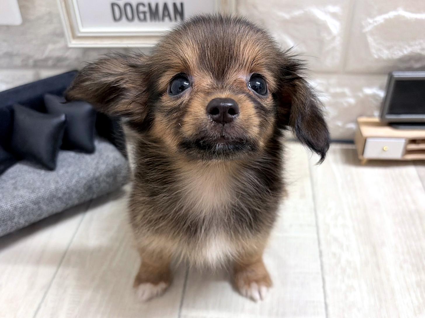 大阪府のハーフ犬・ミックス犬 (DOGMAN平野瓜破店/2026年6月6日生まれ/女の子/フォーン)の子犬の2枚目の画像