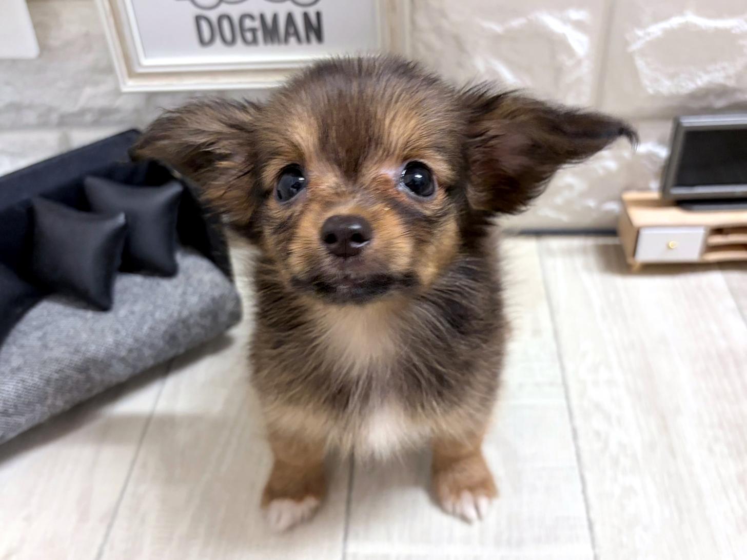 大阪府のハーフ犬・ミックス犬 (DOGMAN平野瓜破店/2026年6月6日生まれ/女の子/フォーン)の子犬の3枚目の画像