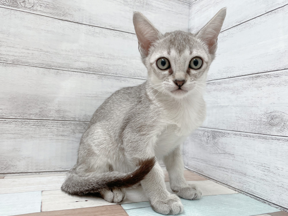 新潟県のシンガプーラ (竹内ペット 新津本店/2025年10月10日生まれ/女の子/セピアアグーティ)の子猫