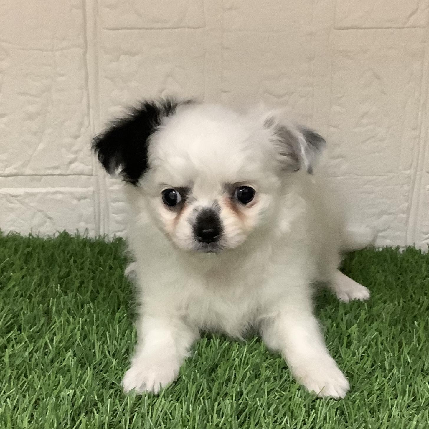 熊本県のチワワ(ロング) (ニコペットセレクト ドッグズホーム八代店/2026年2月19日生まれ/女の子/ホワイトブラック)の子犬