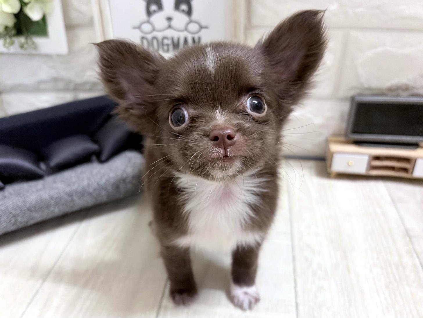 和歌山県のチワワ(ロング) (DOGMAN和歌山中之島店/2026年5月31日生まれ/男の子/チョコレートホワイト)の子犬の1枚目の画像