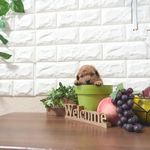 滋賀県のトイプードル(トイ) (いっぷく湖南店/2025年5月15日生まれ/男の子/レッドフォーン)の子犬