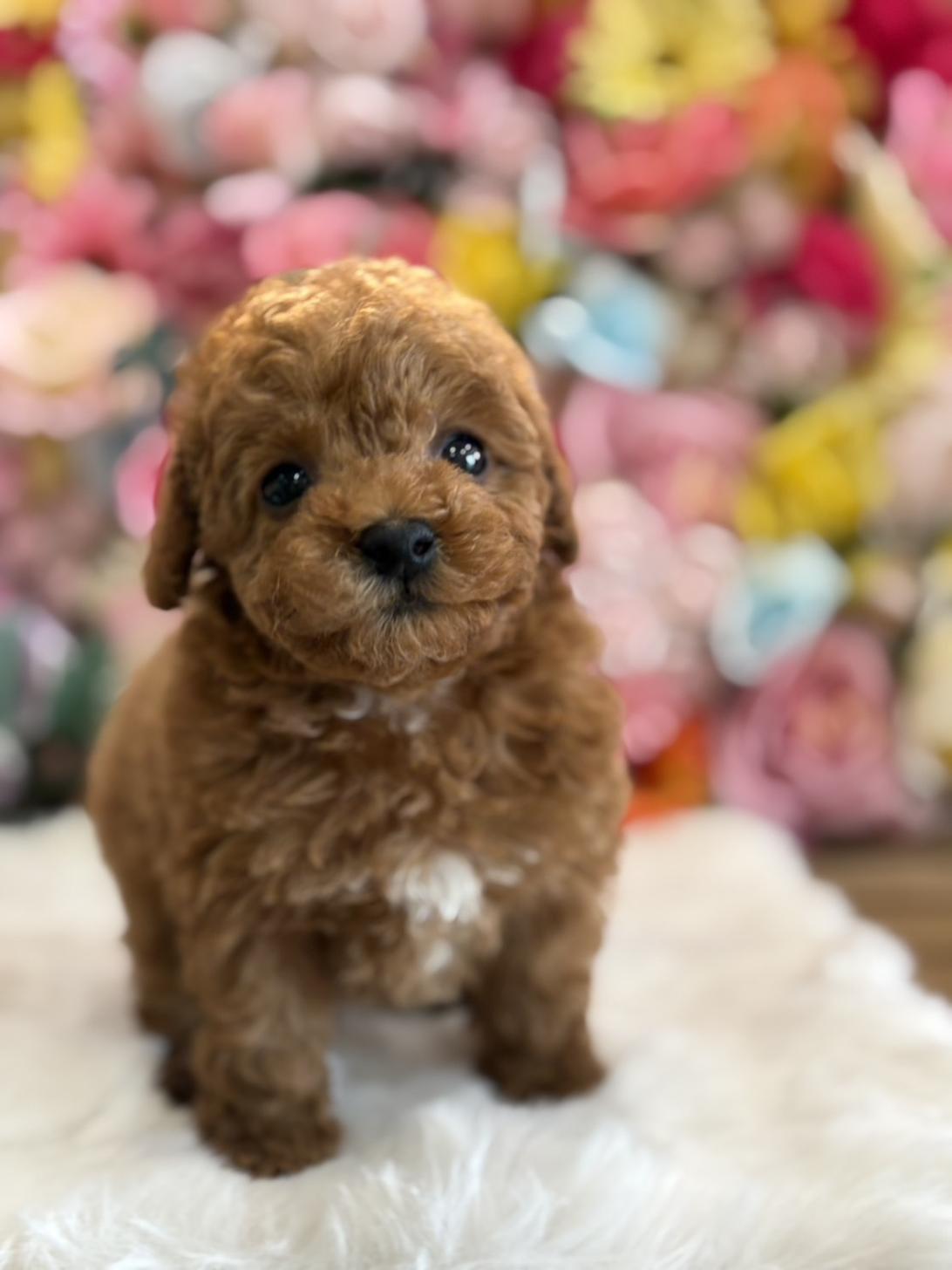 福岡県のトイプードル(トイ) (スタードッグス大牟田店/2025年12月4日生まれ/男の子/アプリコット)の子犬