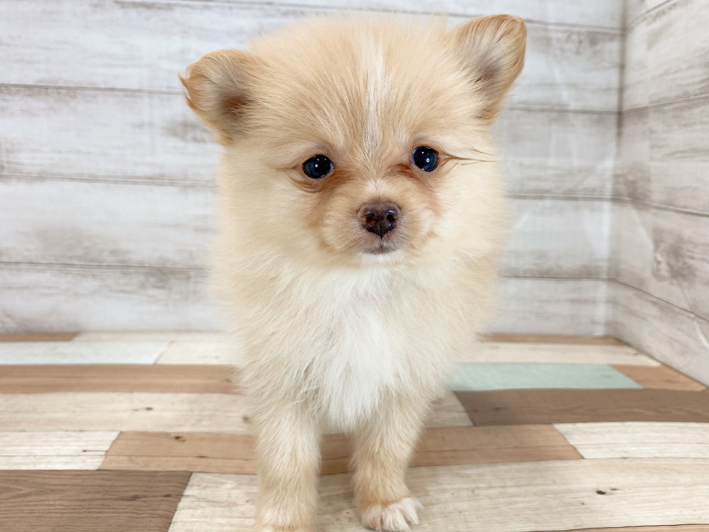 新潟県のポメラニアン (竹内ペット 新津本店/2026年5月4日生まれ/女の子/クリーム)の子犬の1枚目の画像