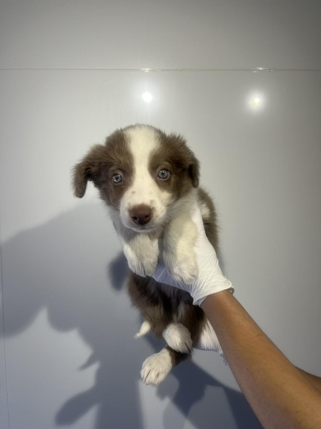 埼玉県のボーダーコリー (ペッツスマイル加須インター店/2026年2月20日生まれ/女の子/イザベラホワイト)の子犬の1枚目の画像