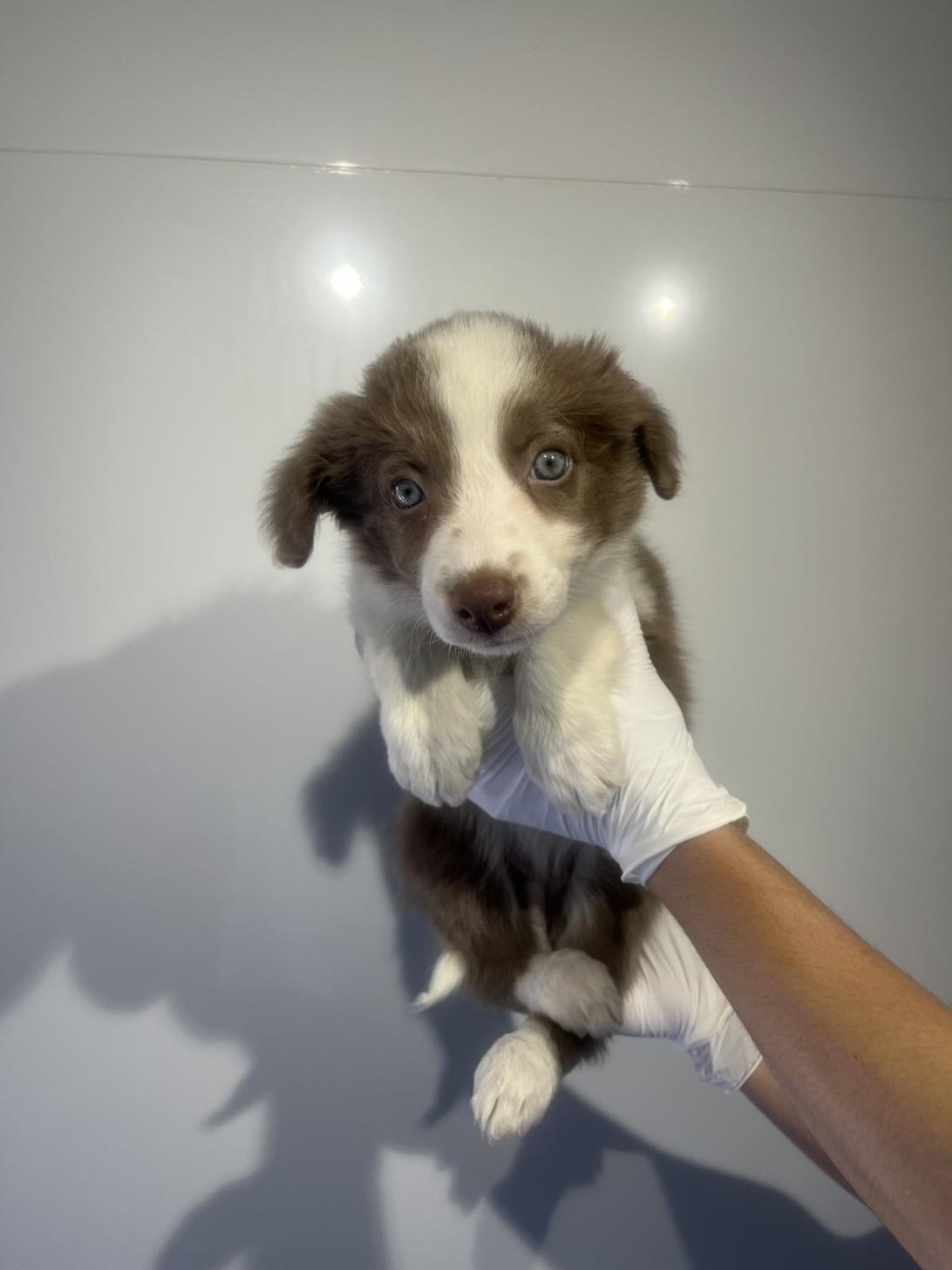 埼玉県のボーダーコリー (ペッツスマイル加須インター店/2026年2月20日生まれ/女の子/イザベラホワイト)の子犬の2枚目の画像