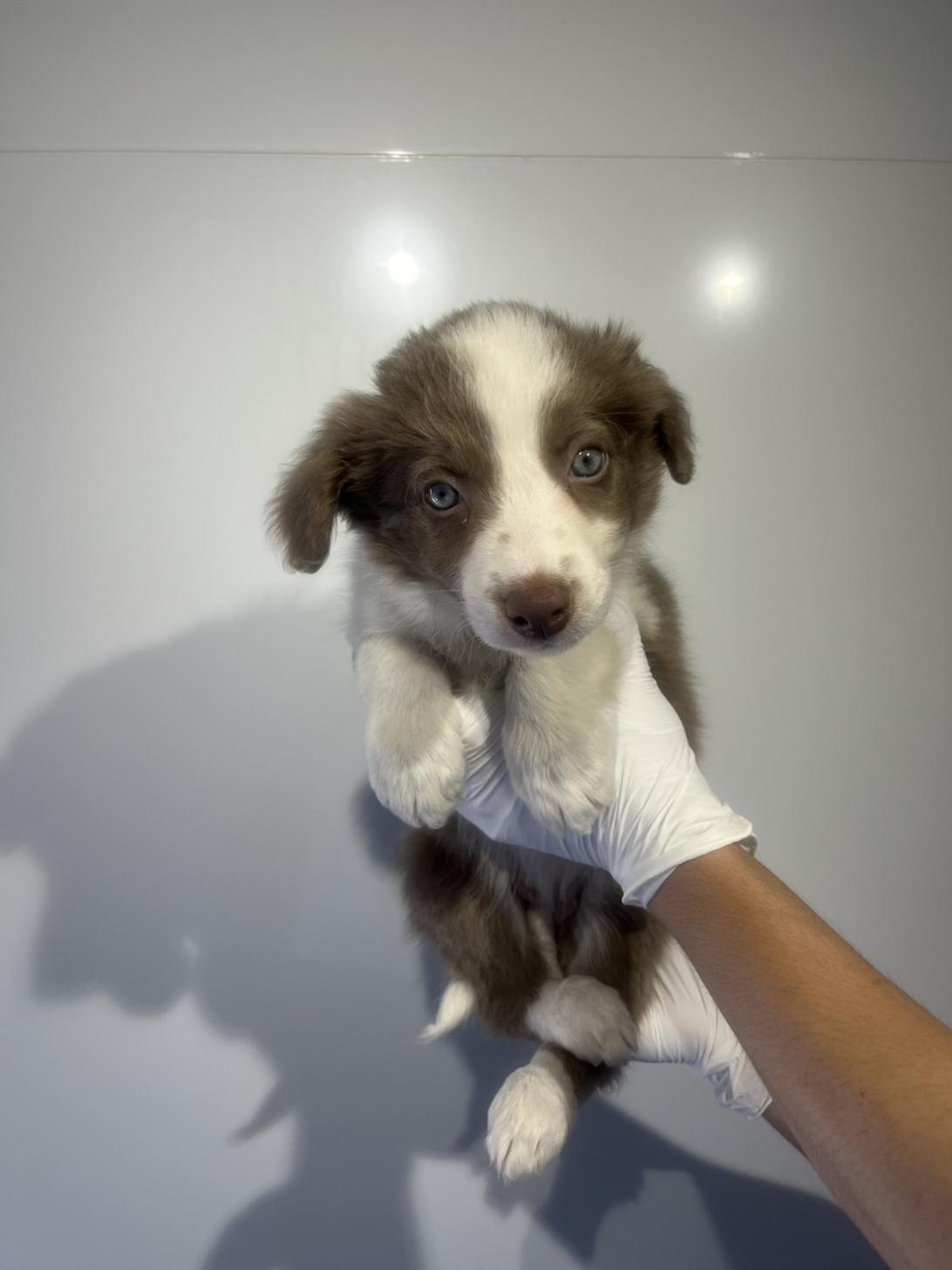 埼玉県のボーダーコリー (ペッツスマイル加須インター店/2026年2月20日生まれ/女の子/イザベラホワイト)の子犬の3枚目の画像