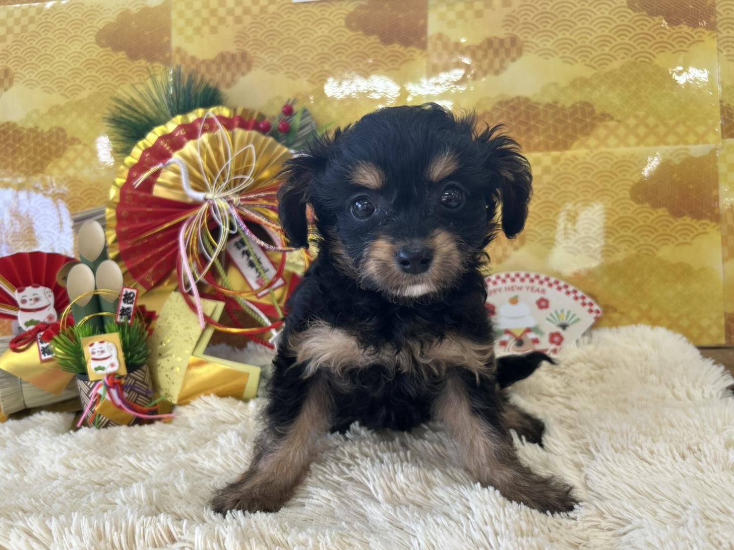 佐賀県のチワプー/プーチー(チワワ×プードル) (スタードッグス新鳥栖店/2025年10月25日生まれ/女の子/ブラックタン)の子犬の1枚目の画像