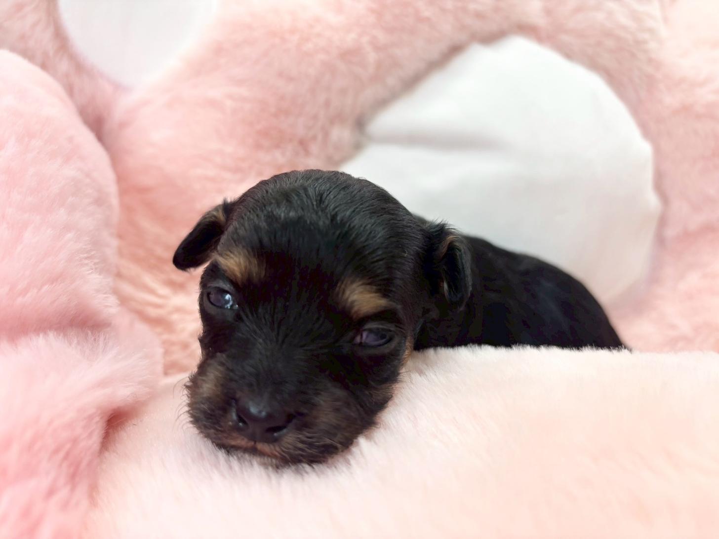 熊本県のチワプー/プーチー(チワワ×プードル) (スタードッグス新熊本店/2025年10月25日生まれ/女の子/ブラックタン)の子犬の1枚目の画像