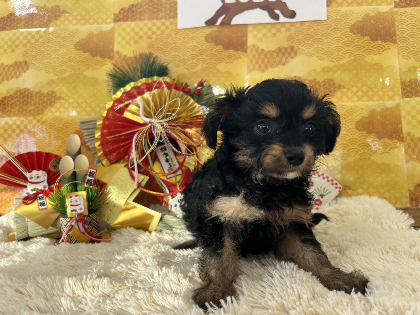 佐賀県のチワプー/プーチー(チワワ×プードル) (スタードッグス新鳥栖店/2025年10月25日生まれ/女の子/ブラックタン)の子犬の2枚目の画像