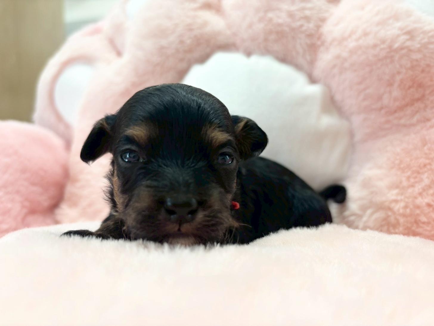 熊本県のチワプー/プーチー(チワワ×プードル) (スタードッグス新熊本店/2025年10月25日生まれ/女の子/ブラックタン)の子犬の2枚目の画像