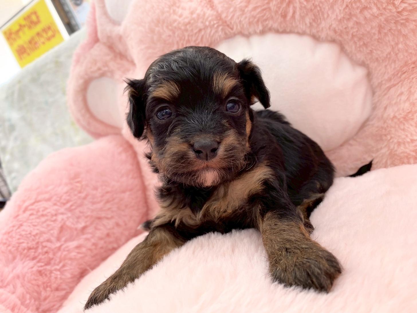 熊本県のチワプー/プーチー(チワワ×プードル) (スタードッグス新熊本店/2025年10月25日生まれ/女の子/ブラックタン)の子犬の2枚目の画像