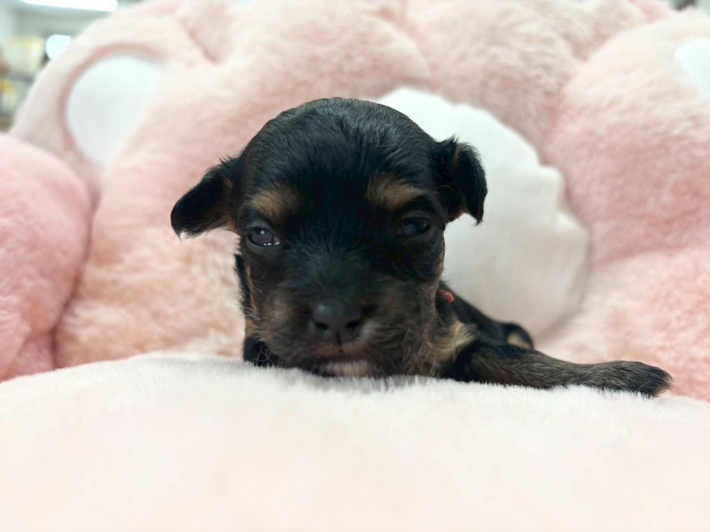 熊本県のチワプー/プーチー(チワワ×プードル) (スタードッグス新熊本店/2025年10月25日生まれ/女の子/ブラックタン)の子犬の3枚目の画像
