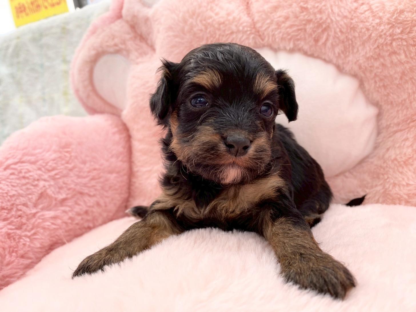 熊本県のチワプー/プーチー(チワワ×プードル) (スタードッグス新熊本店/2025年10月25日生まれ/女の子/ブラックタン)の子犬の3枚目の画像