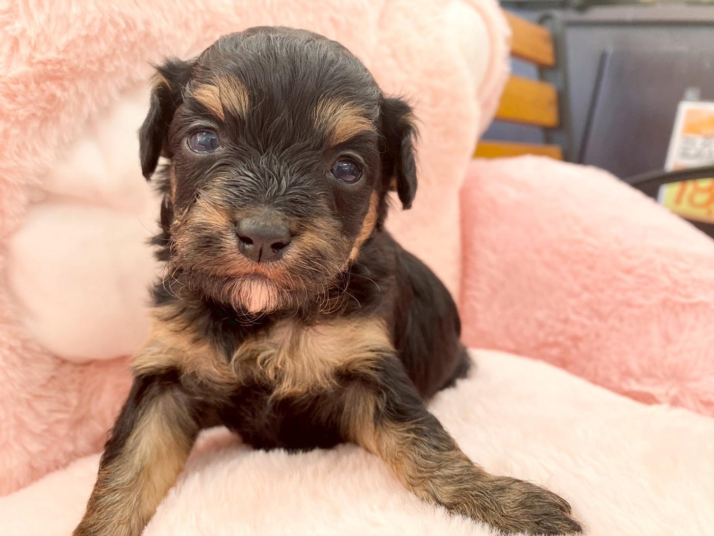 熊本県のチワプー/プーチー(チワワ×プードル) (スタードッグス新熊本店/2025年10月25日生まれ/女の子/ブラックタン)の子犬の4枚目の画像